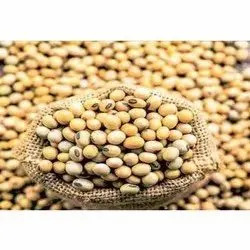 Soyabean Seeds